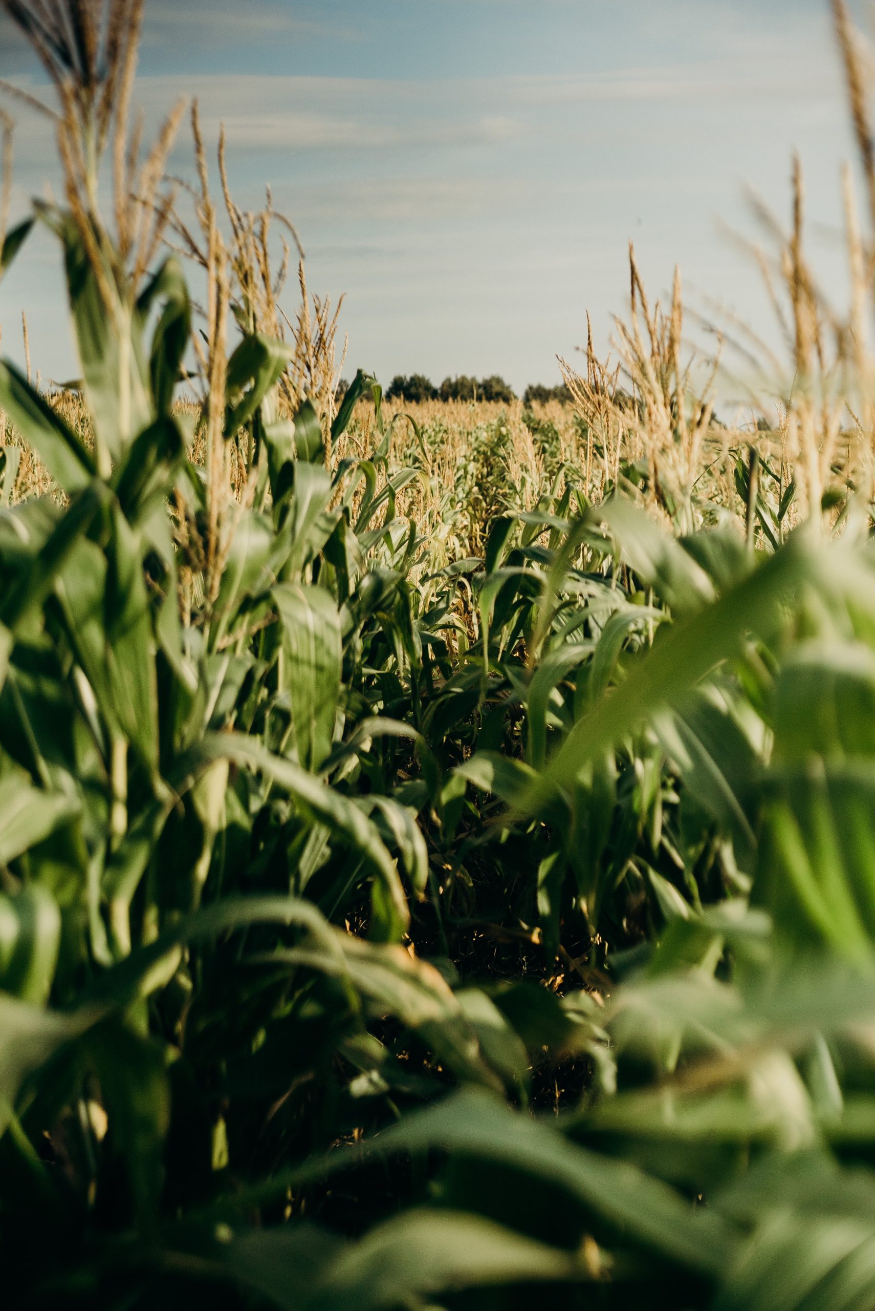 Agriculture – The Oldest Field of R&D?